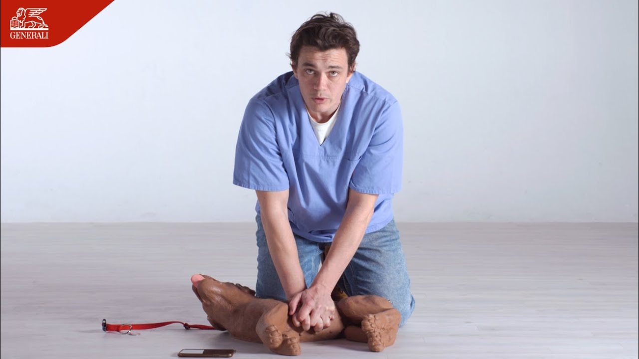 Découvrez les gestes de premiers secours à exercer sur votre chien !