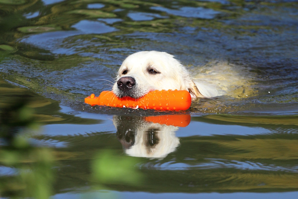 Orangefarbener Kunststoff-Dummy, der von einem weißen Labrador im Schwimmen apportiert wird. Dummy-Training im Wasser