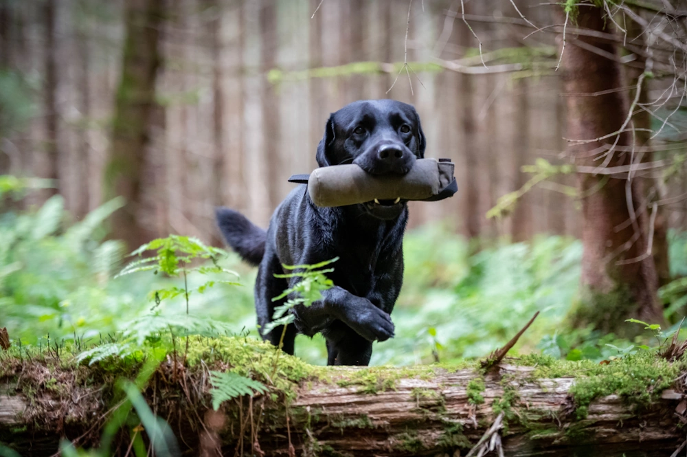 DIE ARBEIT DES DUMMY-BERICHTS