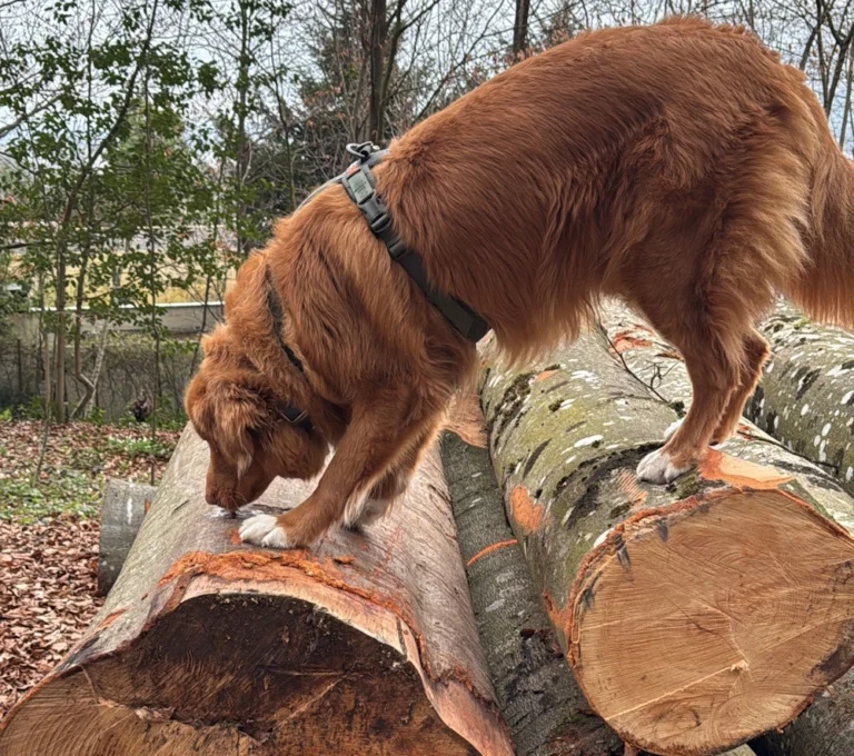 Ein Nova Scotia Duck Tolling Retriever läuft auf Baumstämmen im Wald. Er trainiert dabei seine Koordination und sein Gleichgewicht und hat gleichzeitig Spaß.