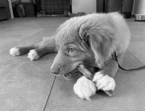 Nova Scotia Duck Tolling Retriever Welpe kaut auf einem natürlichen Snack, um sich zu entspannen und seine Zähne zu pflegen.