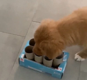 Seinen Hund geistig stimulieren, ohne sich zu ruinieren – DIY-Spiel zur geistigen Stimulation – Nova Scotia Duck Tolling Retriever-Welpe sucht Leckerlis in einem DIY-Suchspiel mit Papprollen