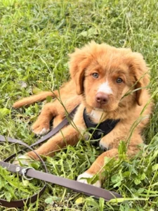 Chiot Nova / Toller et laisse en Biothane