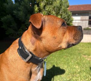 Chienne Staffi porte collier INIFINITY en Biothane de DOG4MOVE