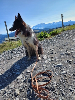 Longe Biothane randonnée - DOG4MOVE