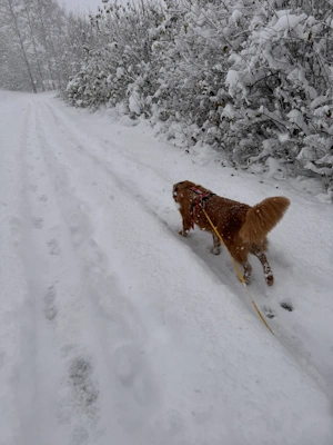 Longe biothane dans la neige - DOG4MOVE