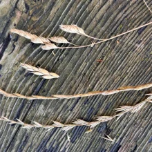 Gräser und Grannen: eine unterschätzte Gefahr für unsere Hunde