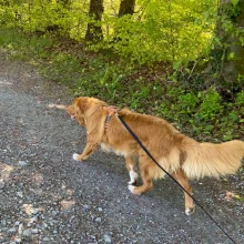 Leinenpflicht für Hunde in der Schweiz _ Neuschottischer Retriever-Hund geht an der Leine, die an seinem Geschirr hängt, im Wald spazieren