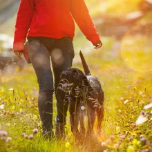 Im Frühling: Ein Hund, der mit seinem Frauchen spazieren geht, ist Zecken ausgesetzt - Wie kann man ihn wirksam schützen?