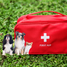 Trousse de premiers secours pour chien posée sur l’herbe, avec trois chiens assis devant.