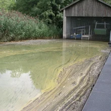 Cyanobakterien oder Blaualgen im Greifensee ZH, Schweiz, 2011 - Quelle AWEL